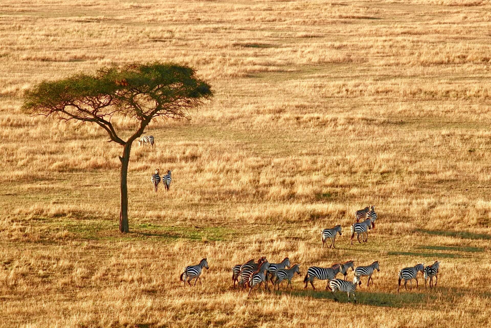 herd of zebra near tree in open field