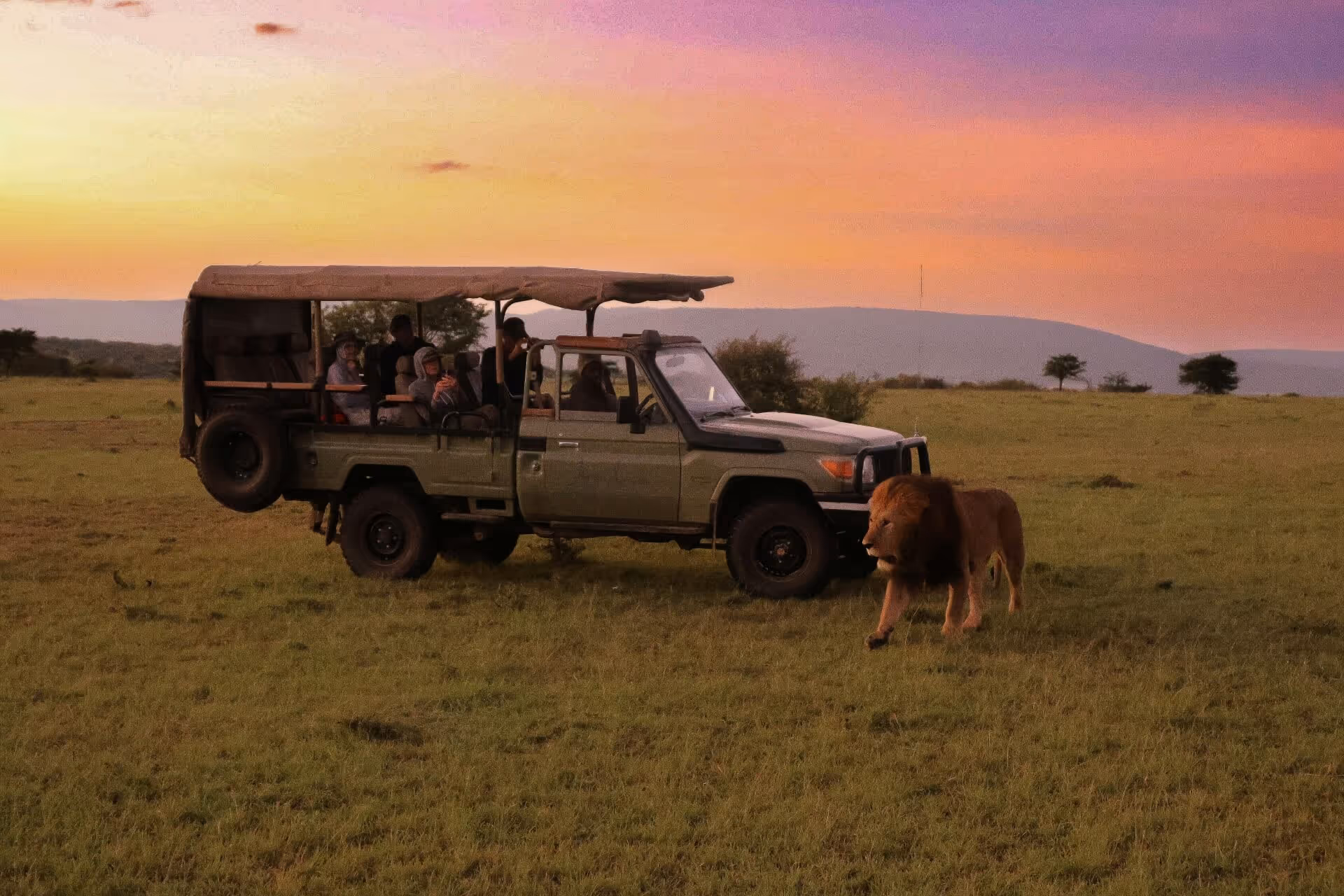 a safari vehicle with passengers and a lion in the grass