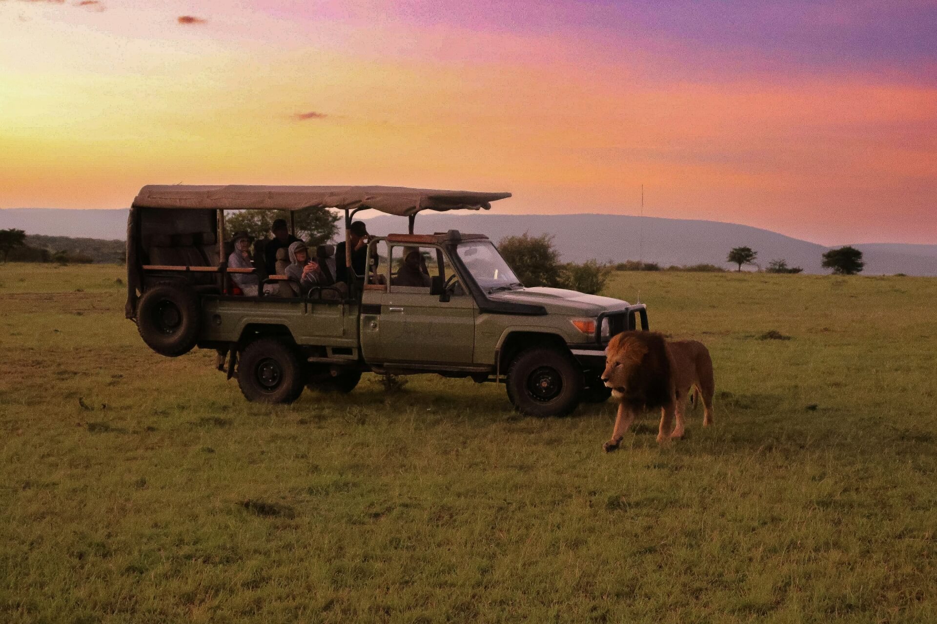 a safari vehicle with passengers and a lion in the grass