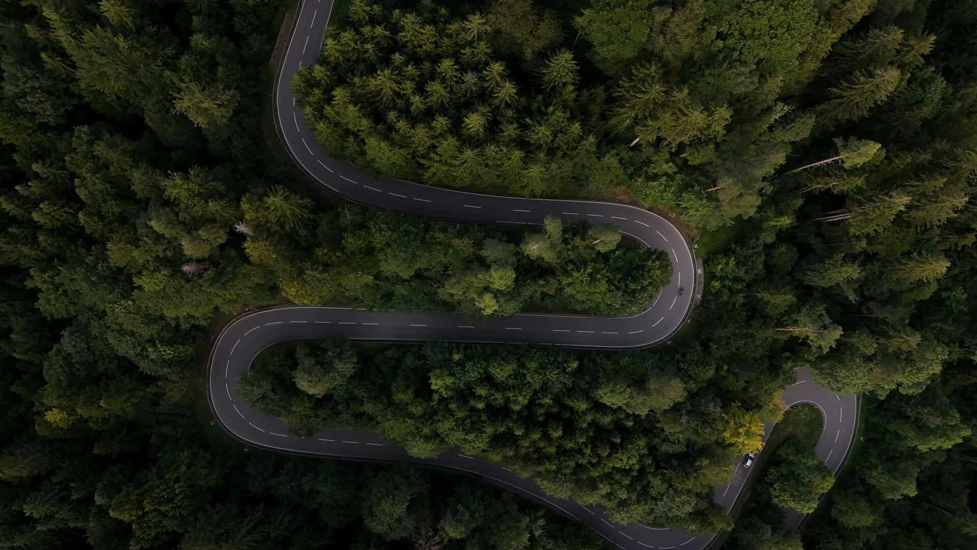 Winding road through a dense green forest