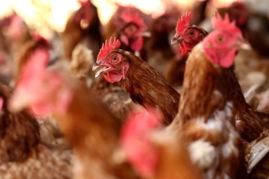 PIC stuffs more funds into Daybreak Foods, after chicken catastrophe
