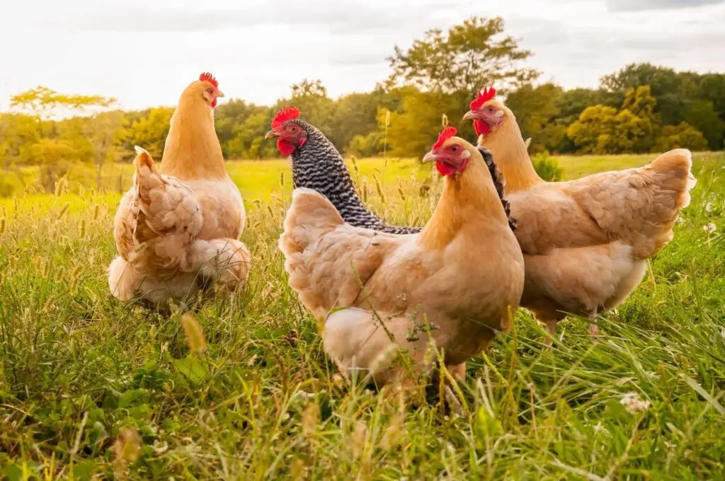  Light at end of Daybreak Foods tunnel with PIC's approval of R150 million in funding