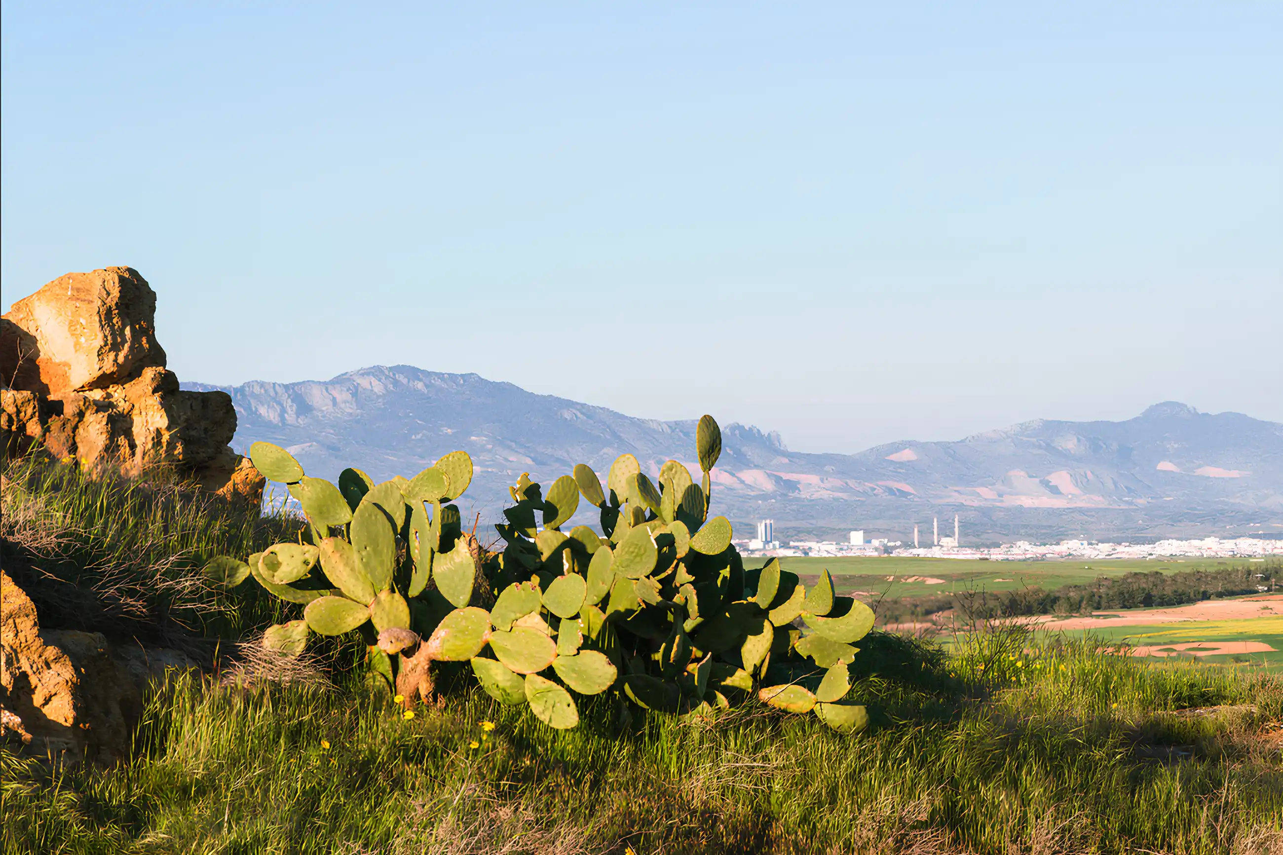 Landscape with prickly pear in a wheat field, and a city with mountains in the background