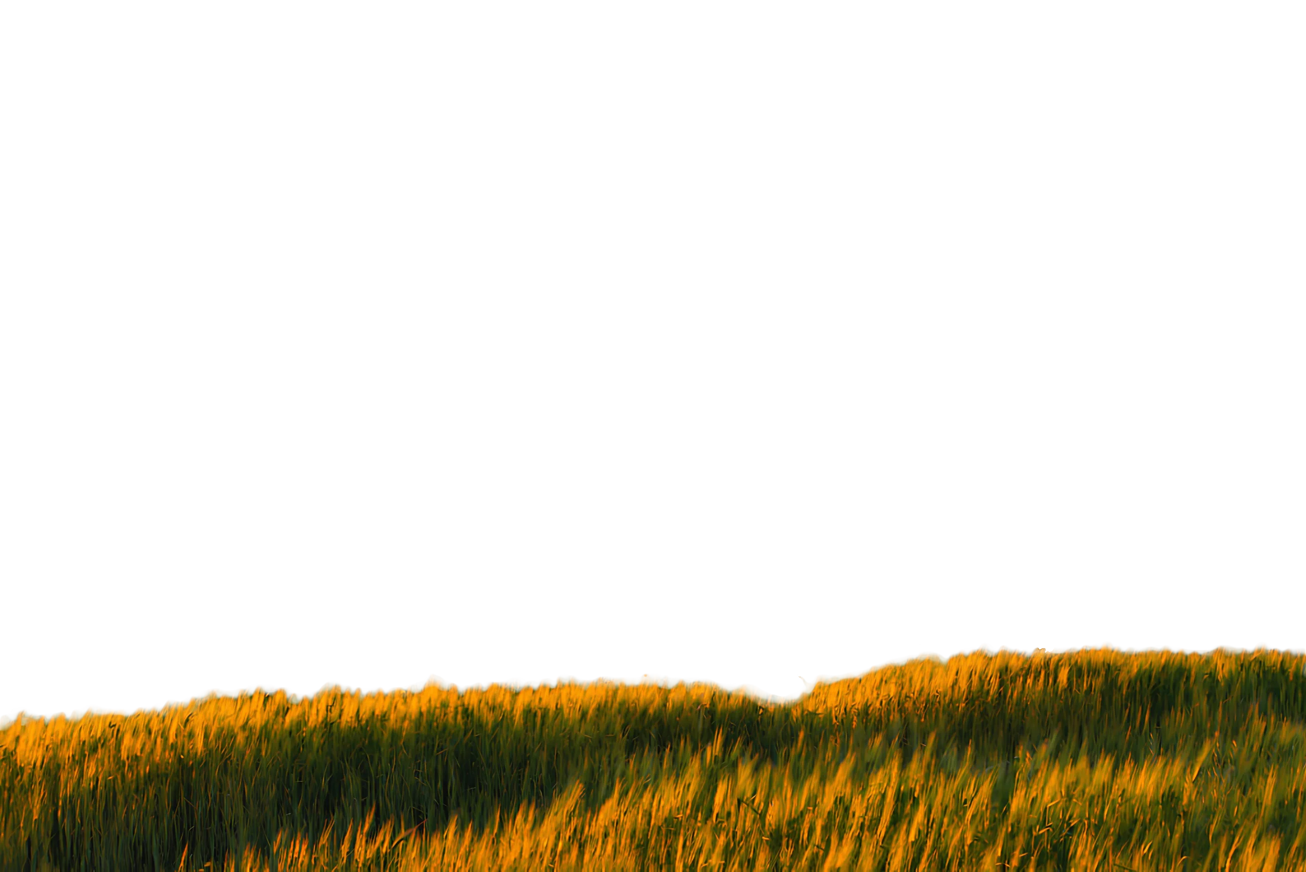 Valley of Wheat