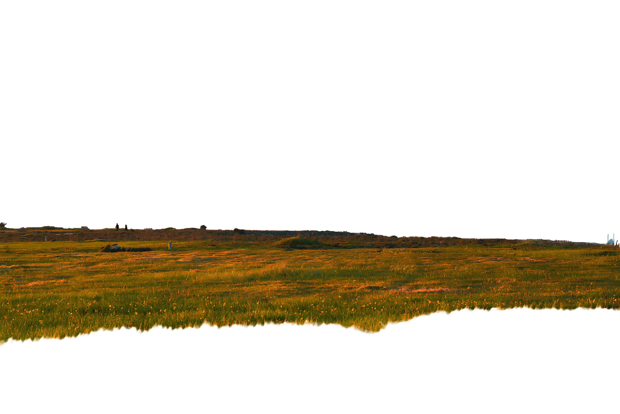 Field of Wheat