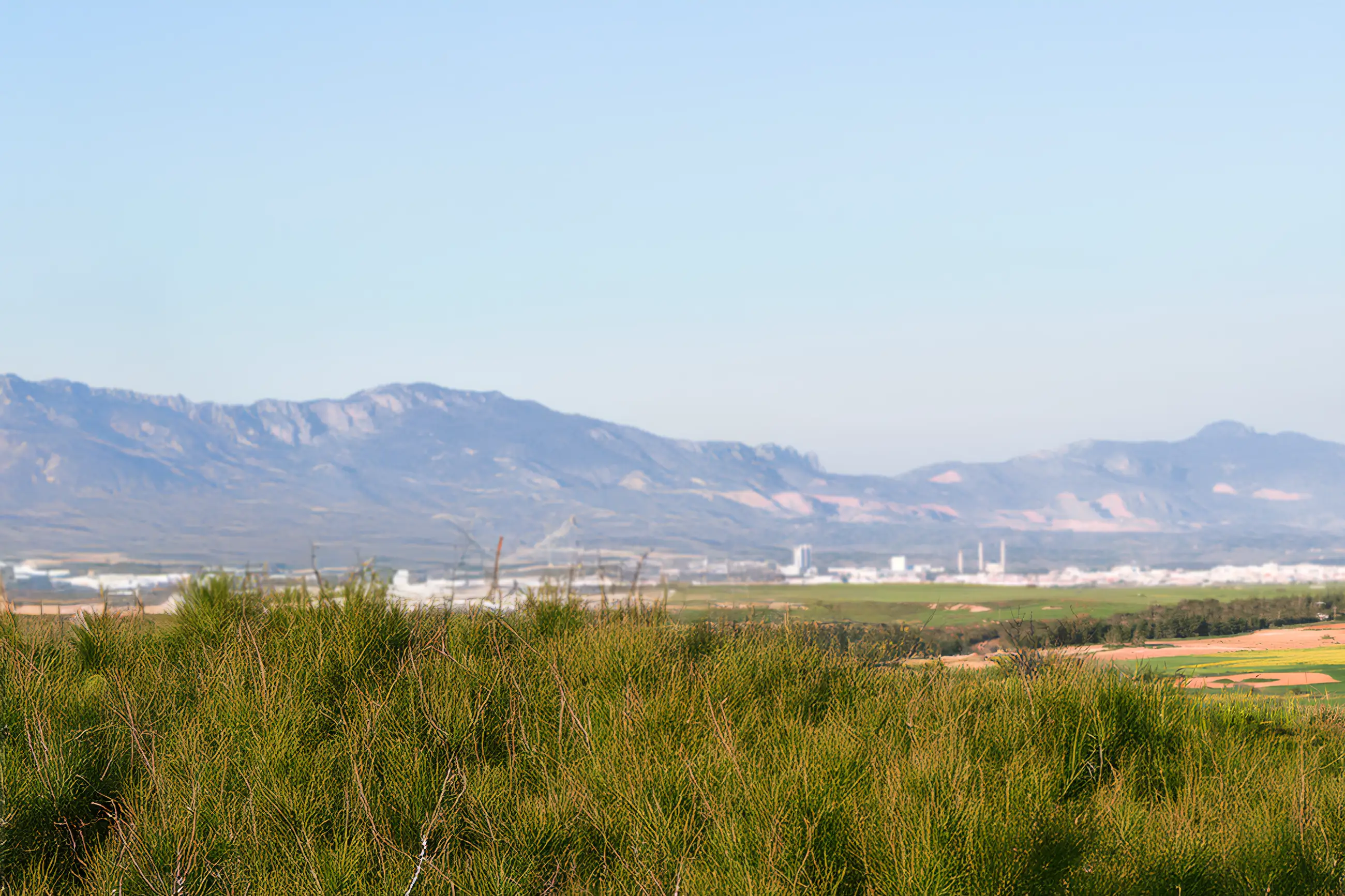 Landscape with mountains and city in the background, and a wheat field during spring