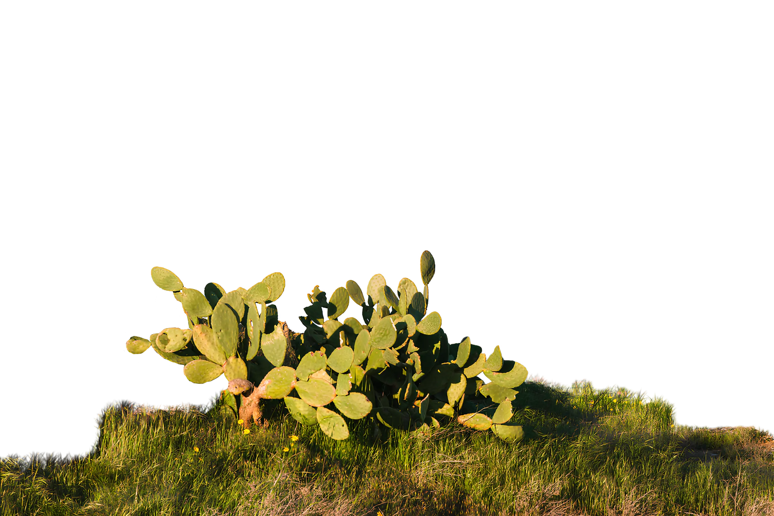 Prickly Pear 