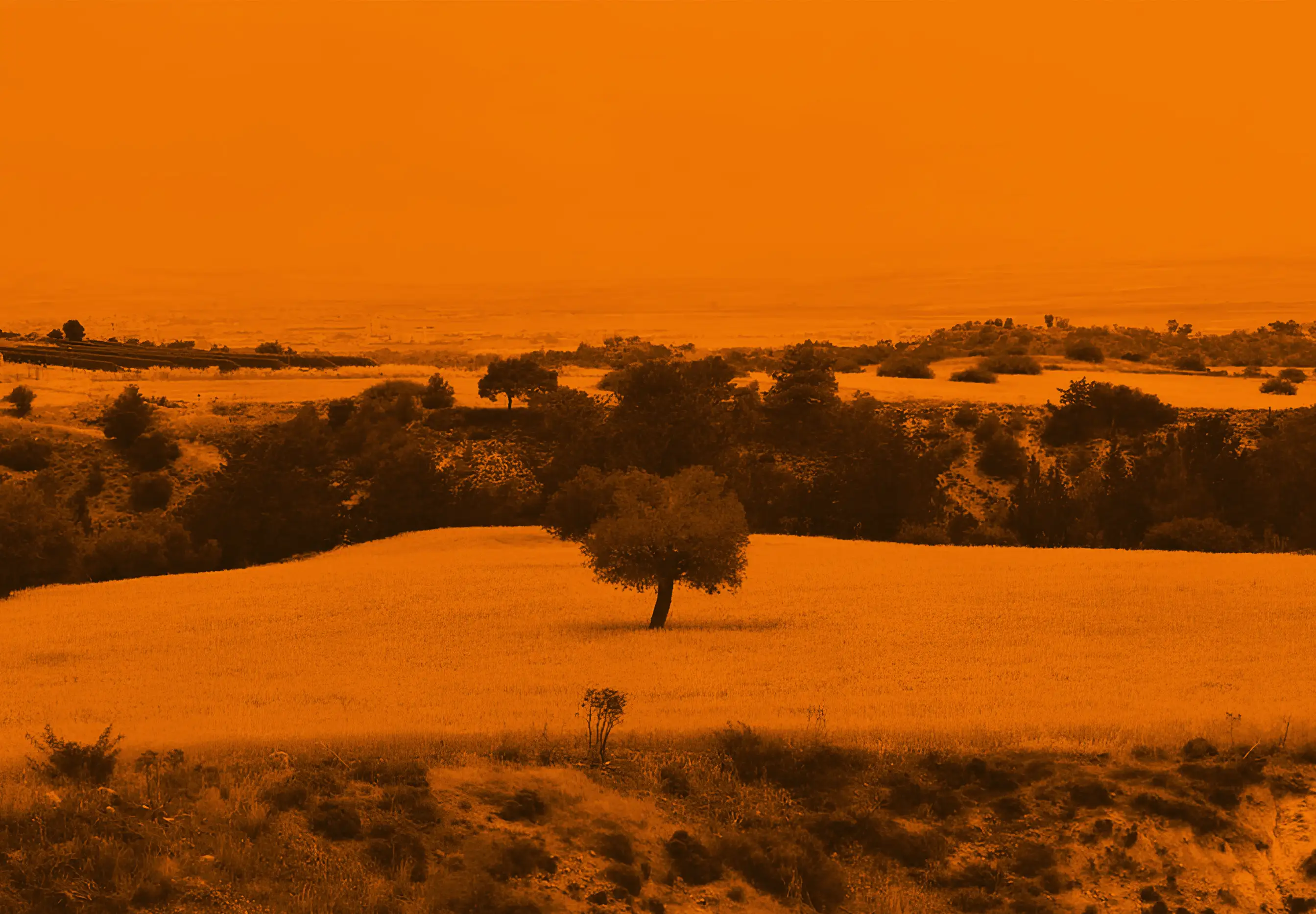 Field of wheat with a single olive tree in the middle