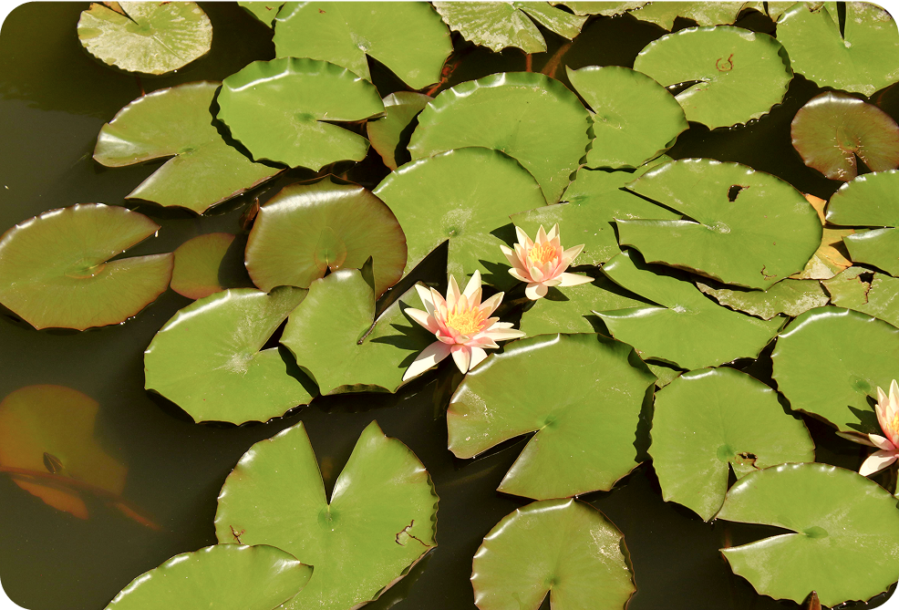 Why Climate-Tech Start-ups Hire Fractional CMOs