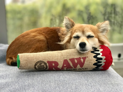 Josh Kesselman's dog, Chloe