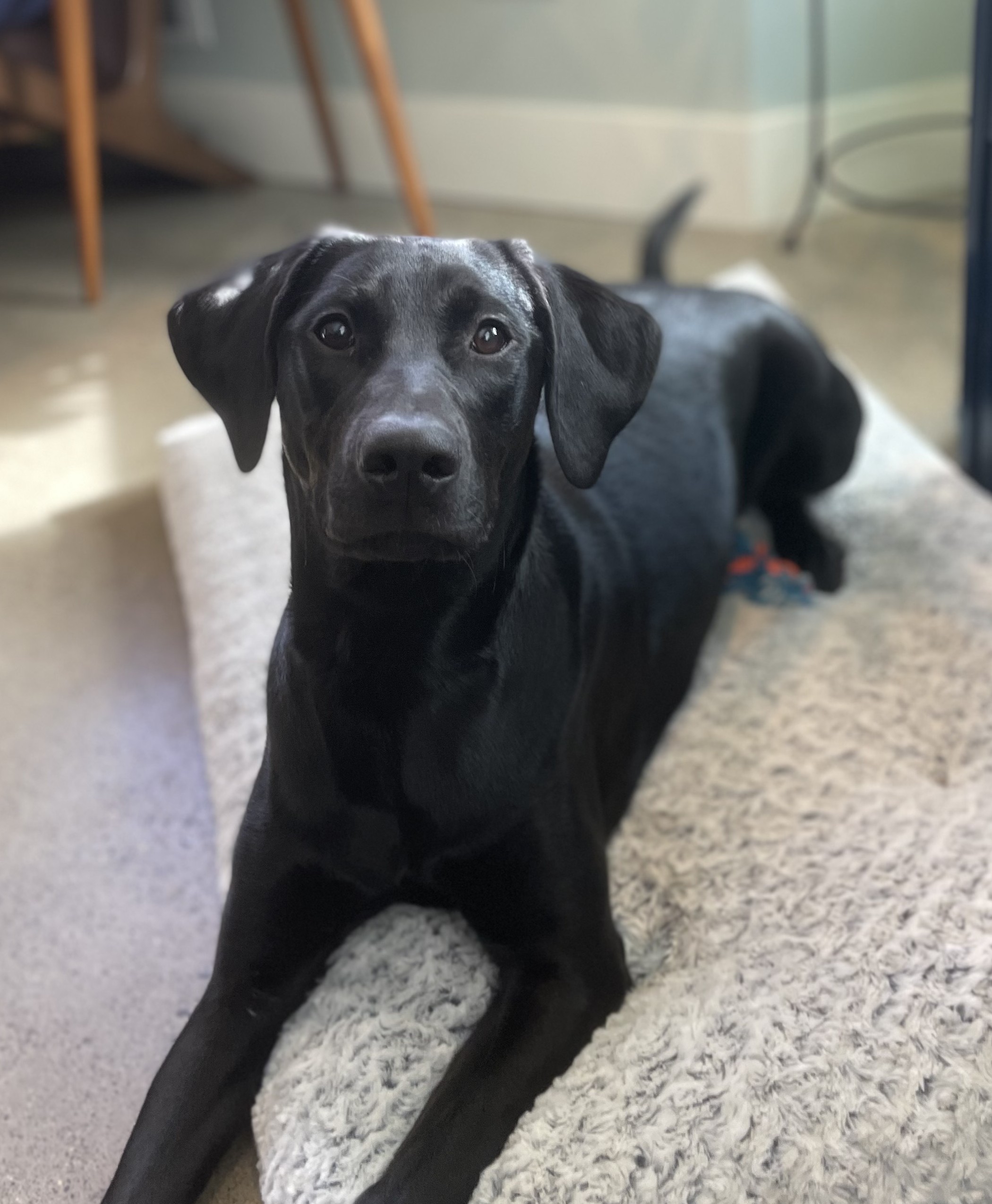 Daisy - Phinney Ridge Painting team member