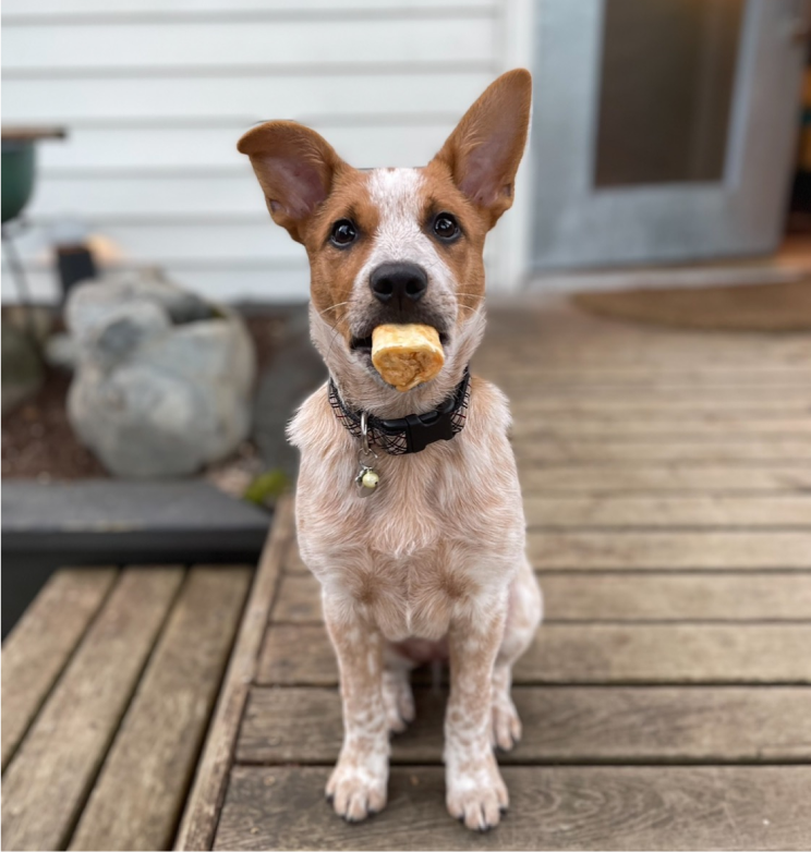 Maple - Phinney Ridge Painting team member