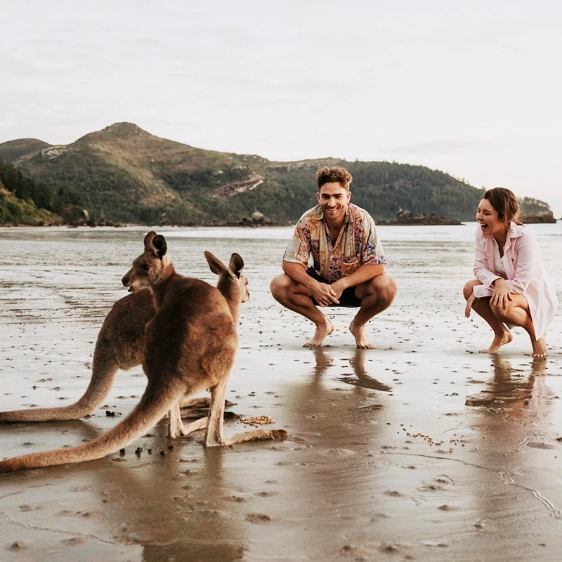 Wallabies At Sunrise