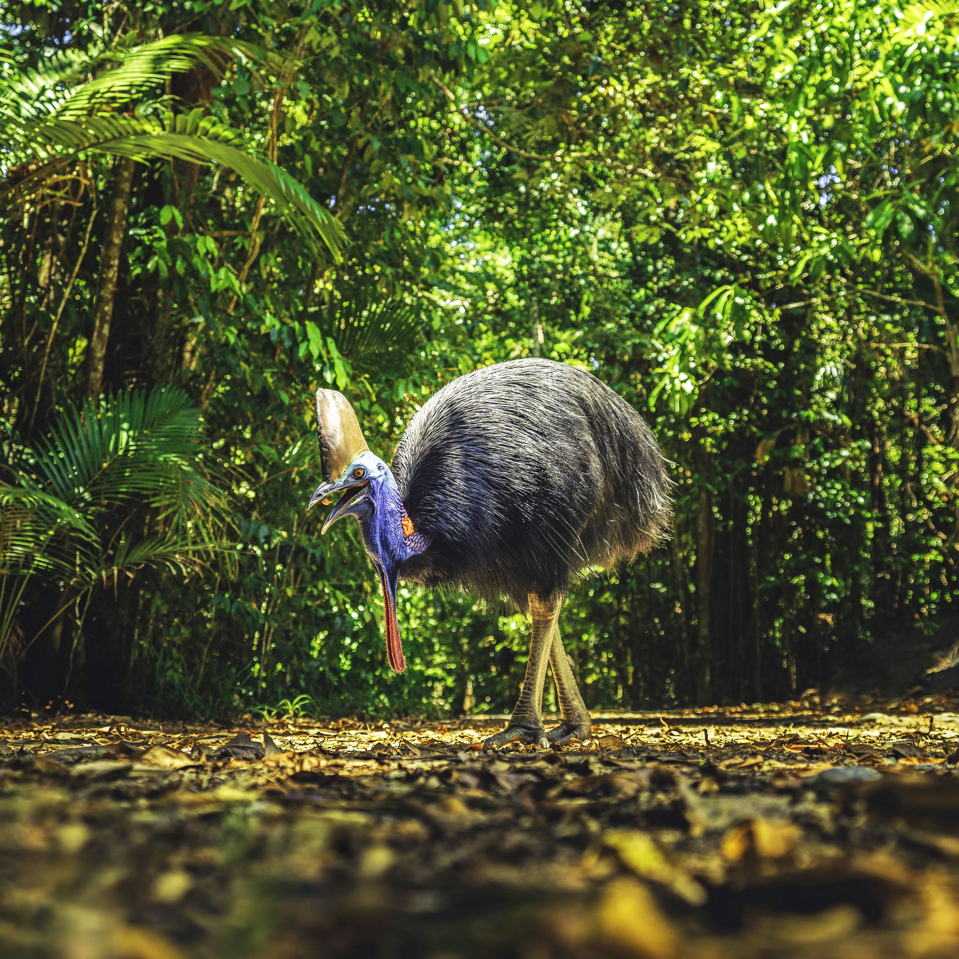 Eco Travel Highlights On The Cassowary Coast