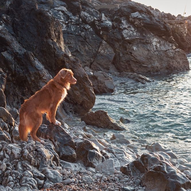 Bowen’s Pet Friendly Spots Your Go To Places With Your Furry Friends