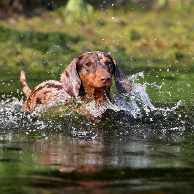 Paws For Paradise With Family Adventures Along The Hinchinbrook Way