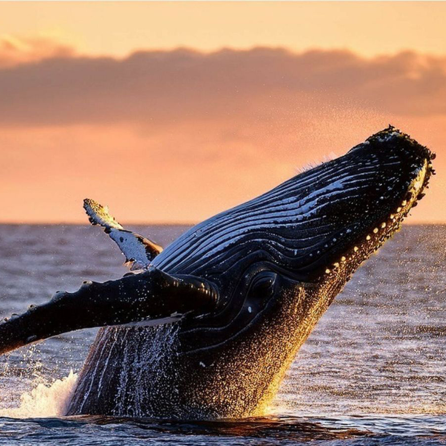 Whale Season 