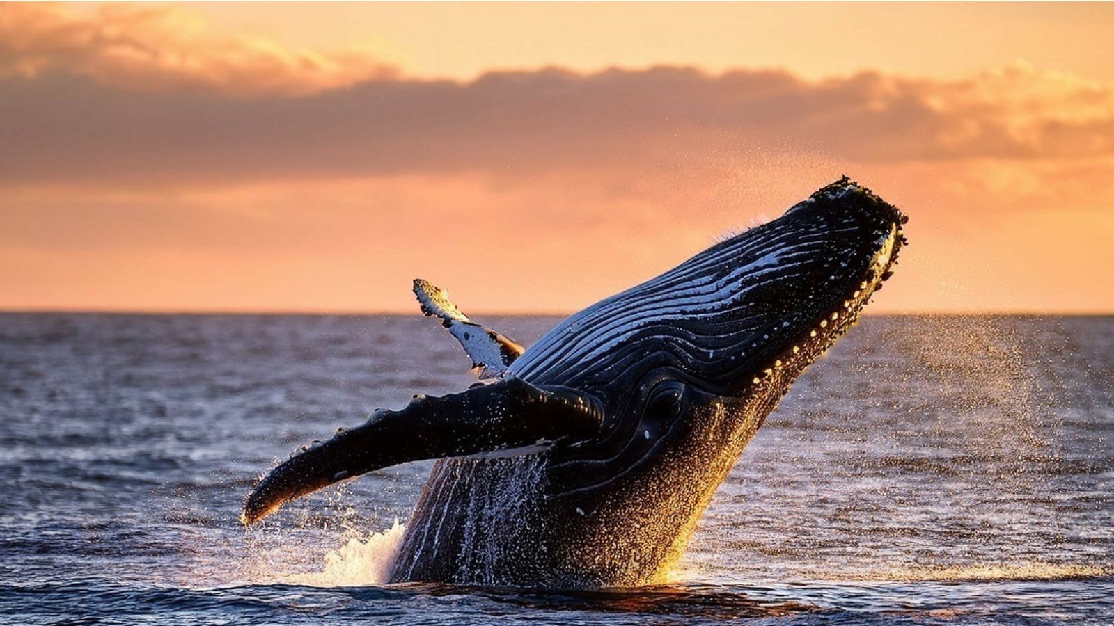 Whale Season 