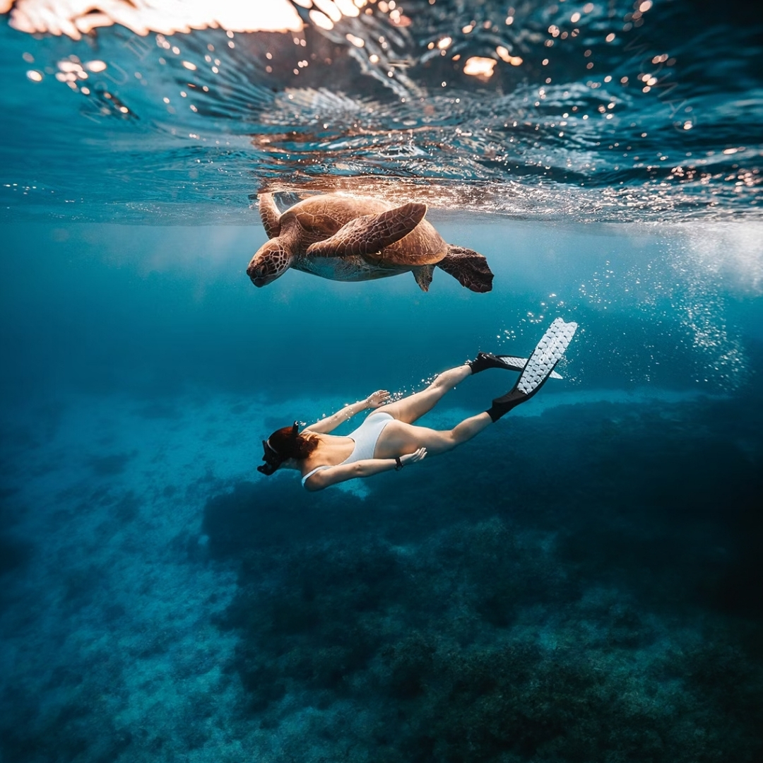 The Timeless Travellers of the Reef 