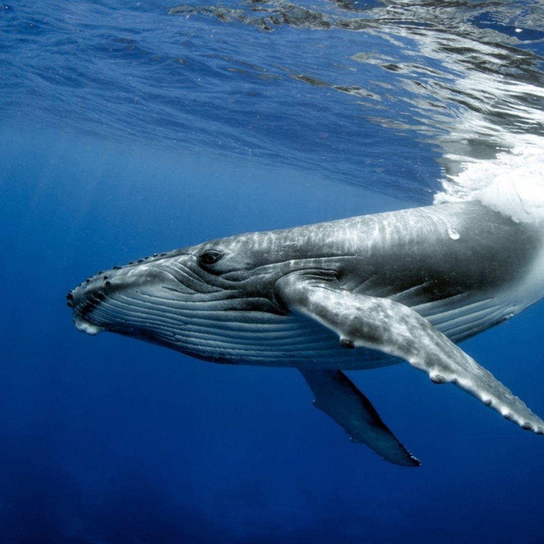 Whale Watching Season Is Back 