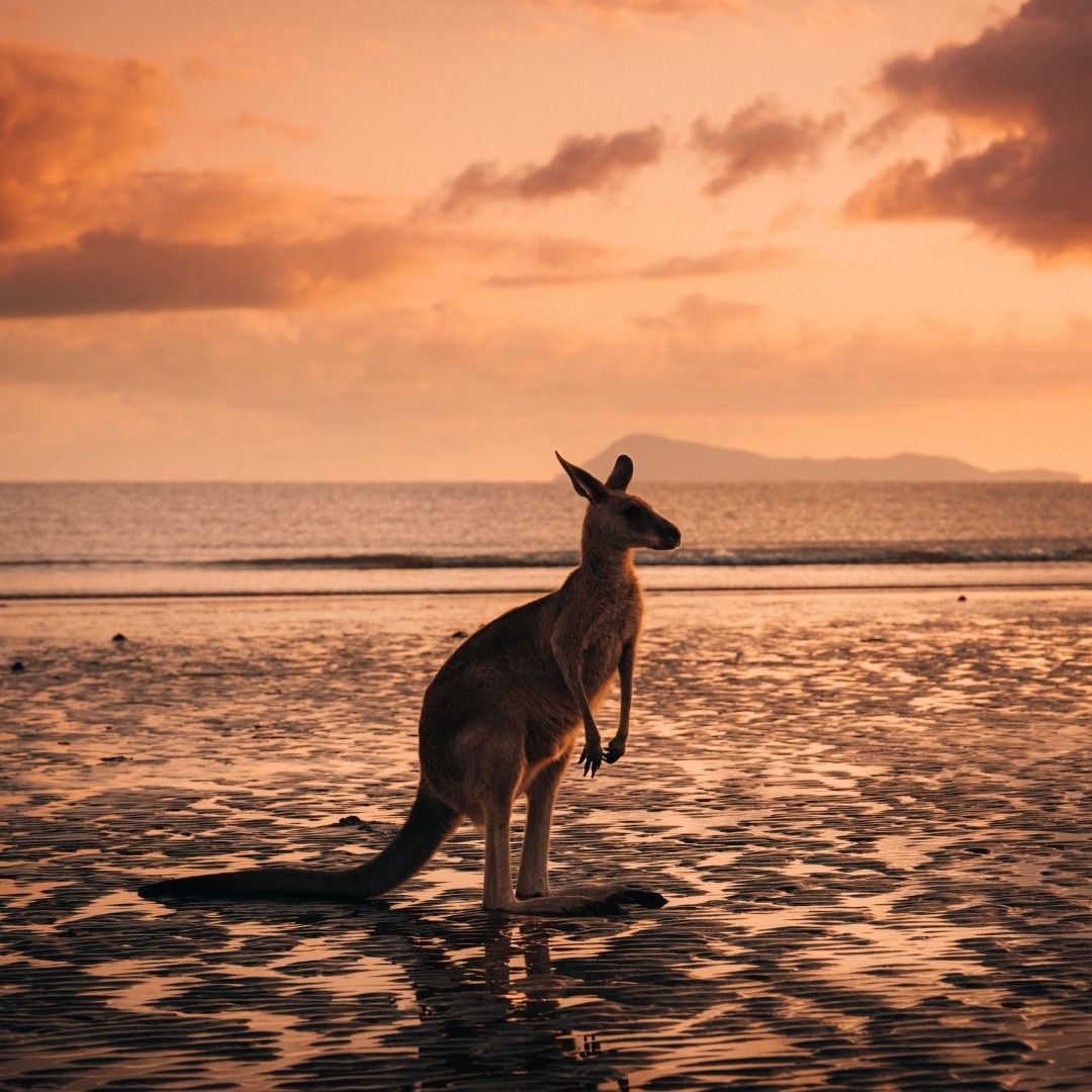 Wilderness at First Light 