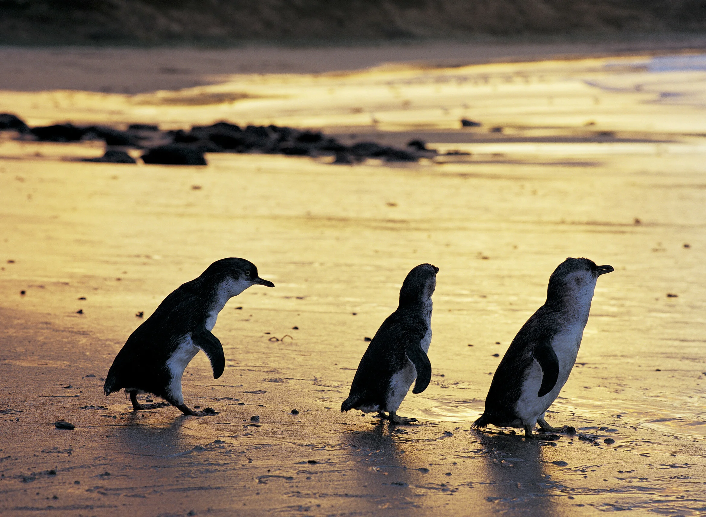 St Kilda (Penguins)