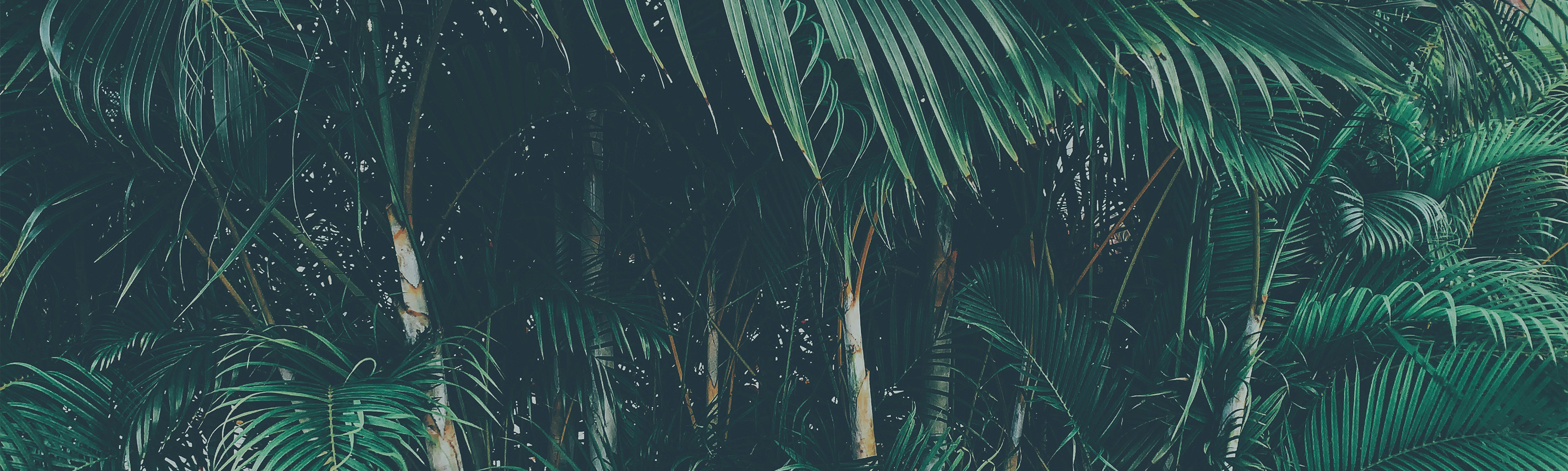 Jungle foliage with palm trees.