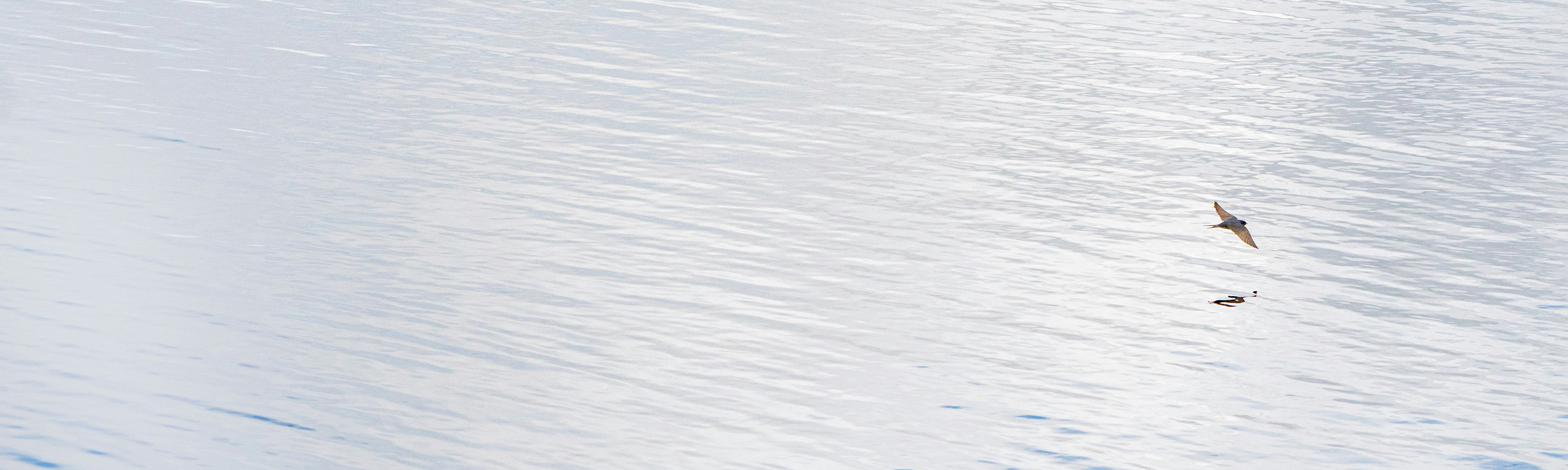 Bird flying over still water.