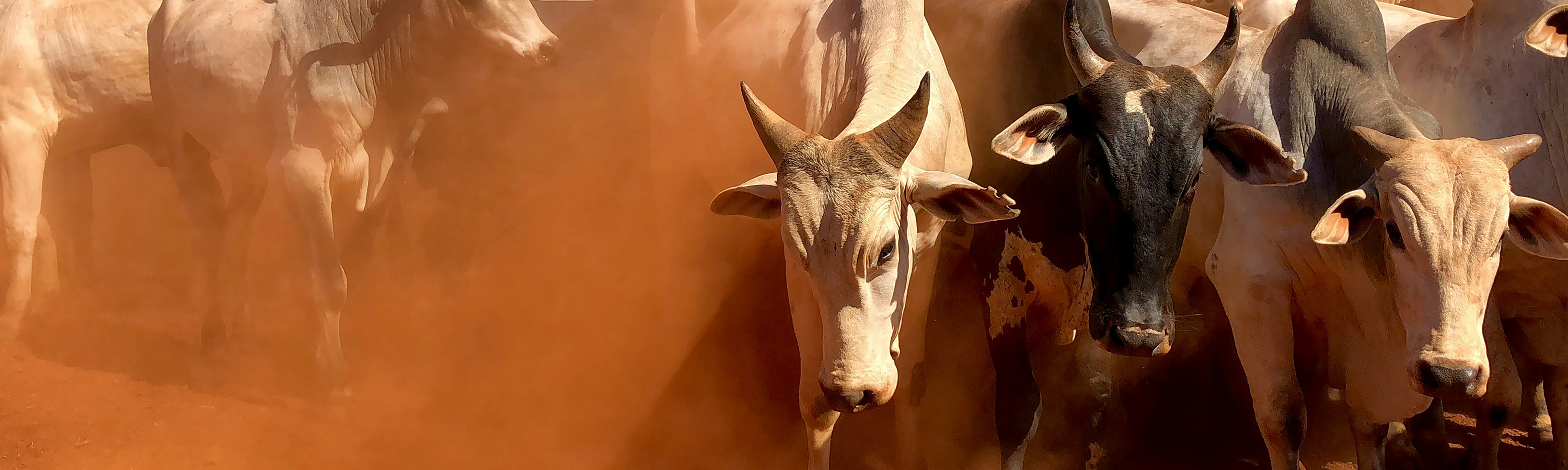 Labola cattle.
