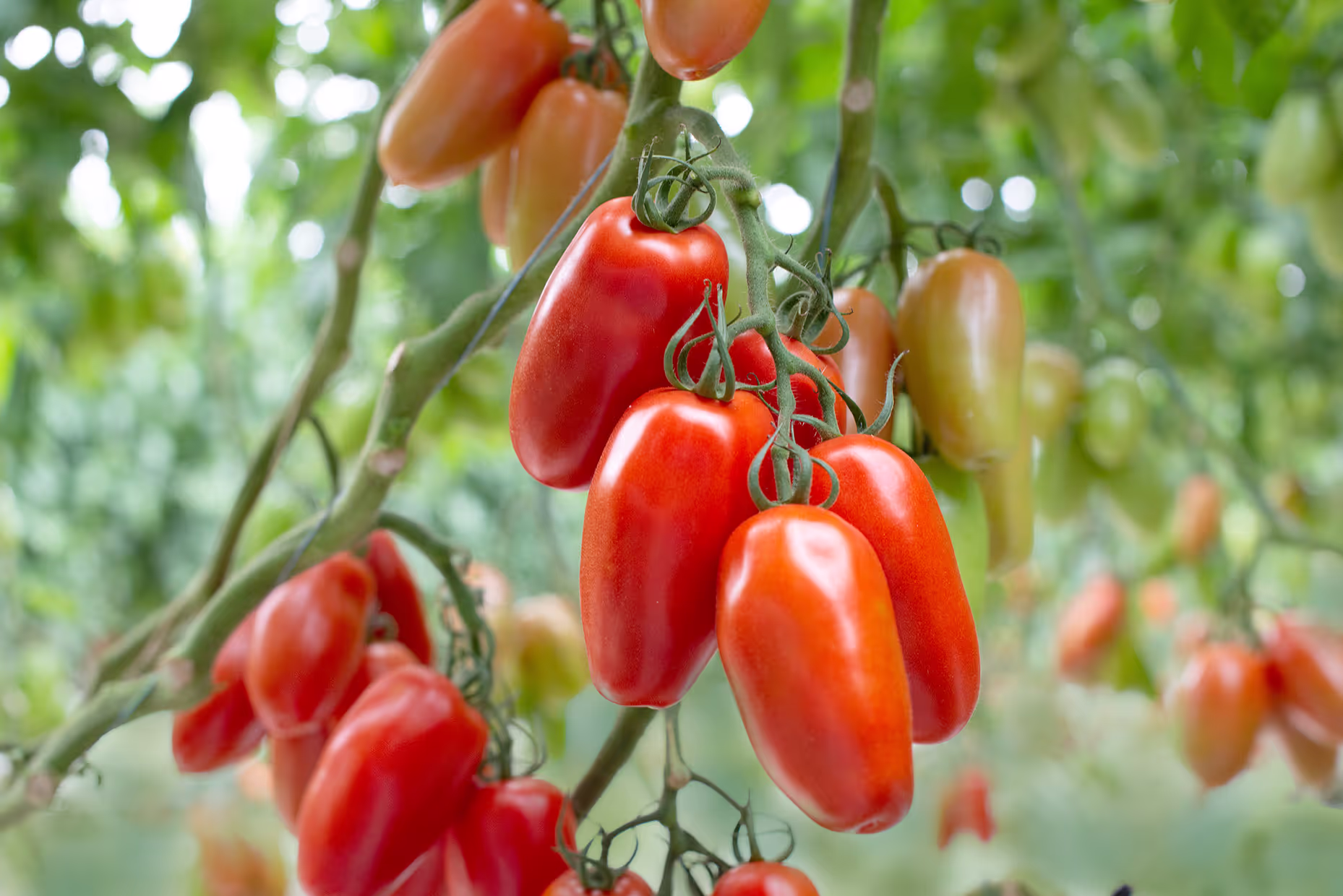 San Marzano