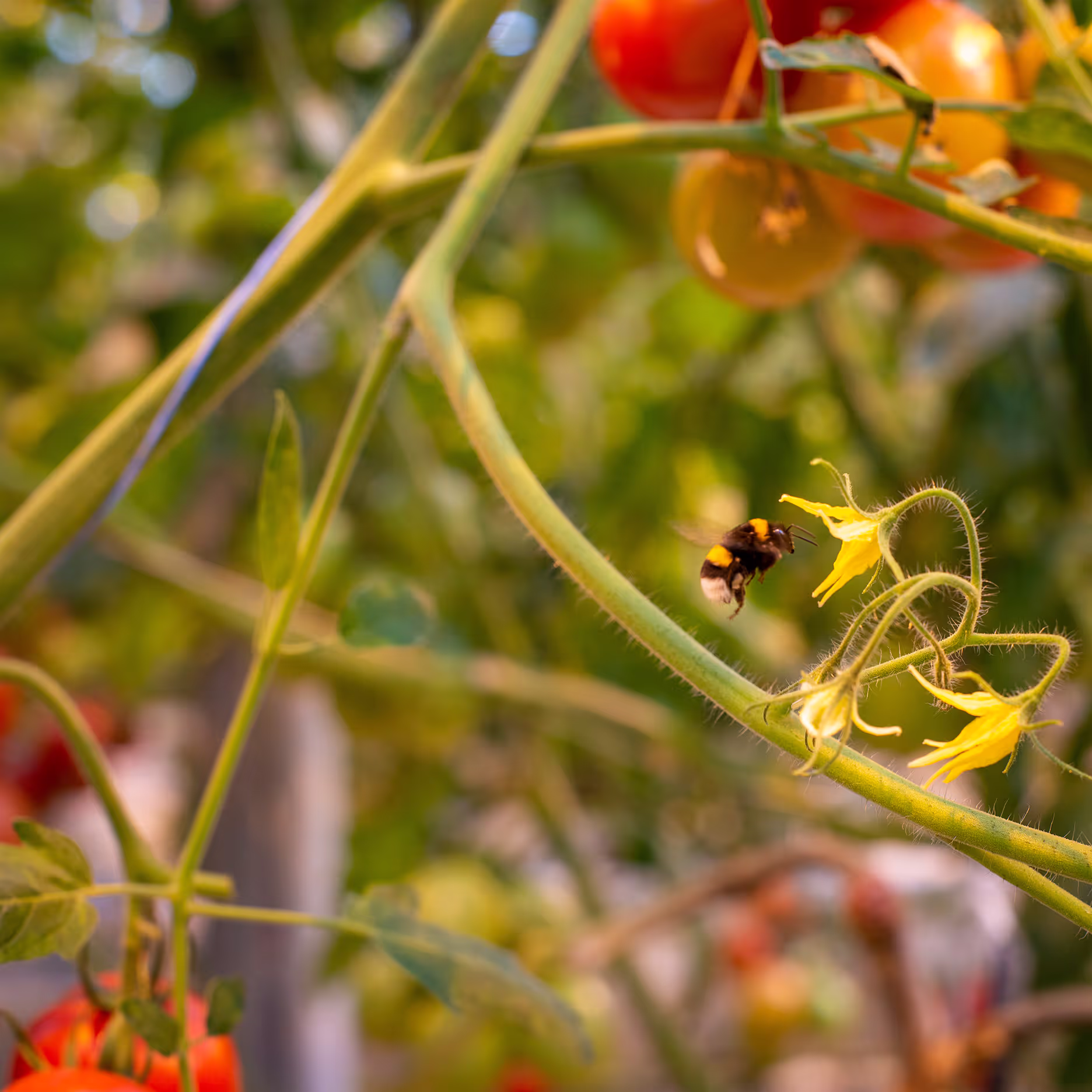 Bijtje dar vliegt naar de bloesem van een tomatenplant