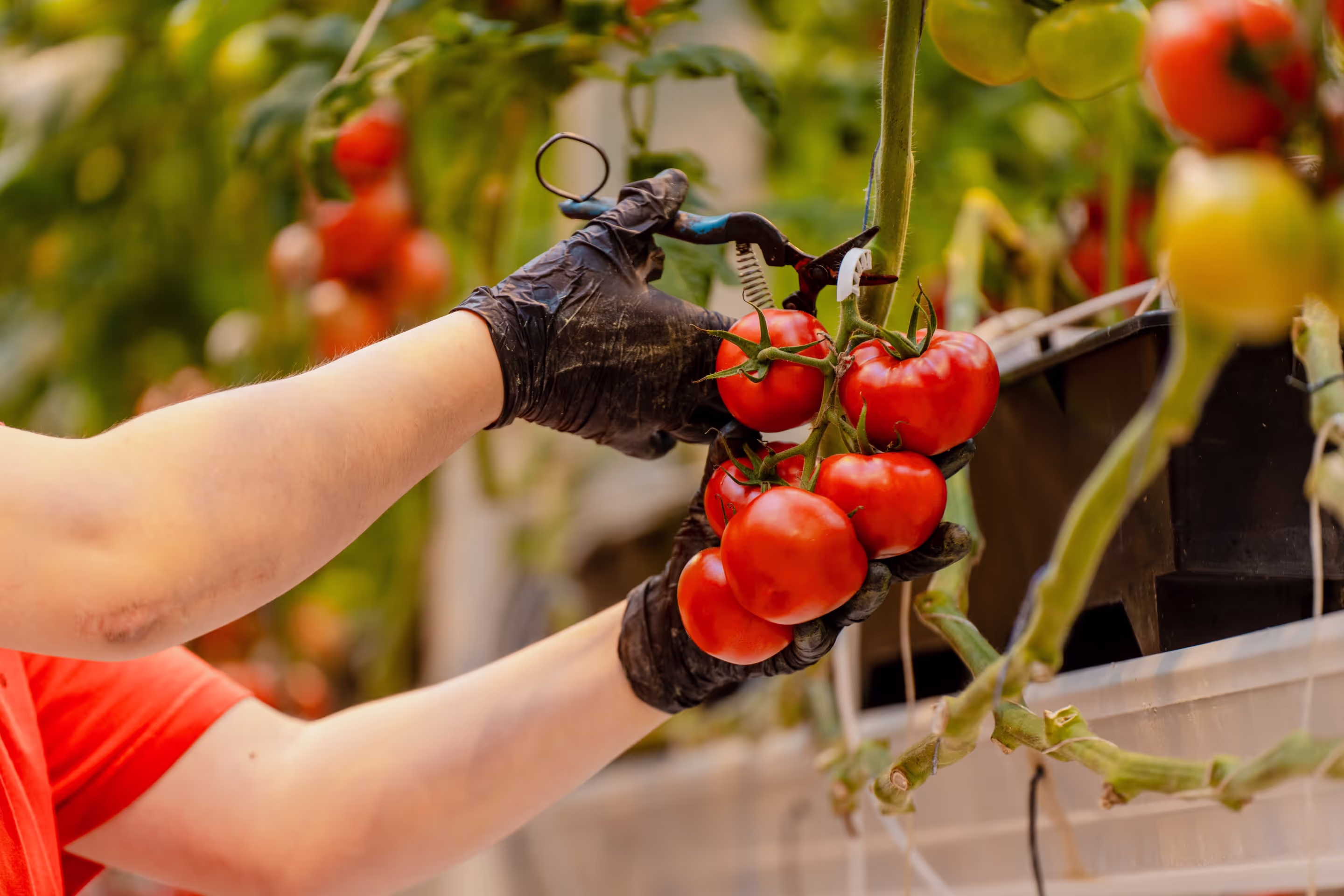 Hand die tros tomaten losknipt voor te oogsten