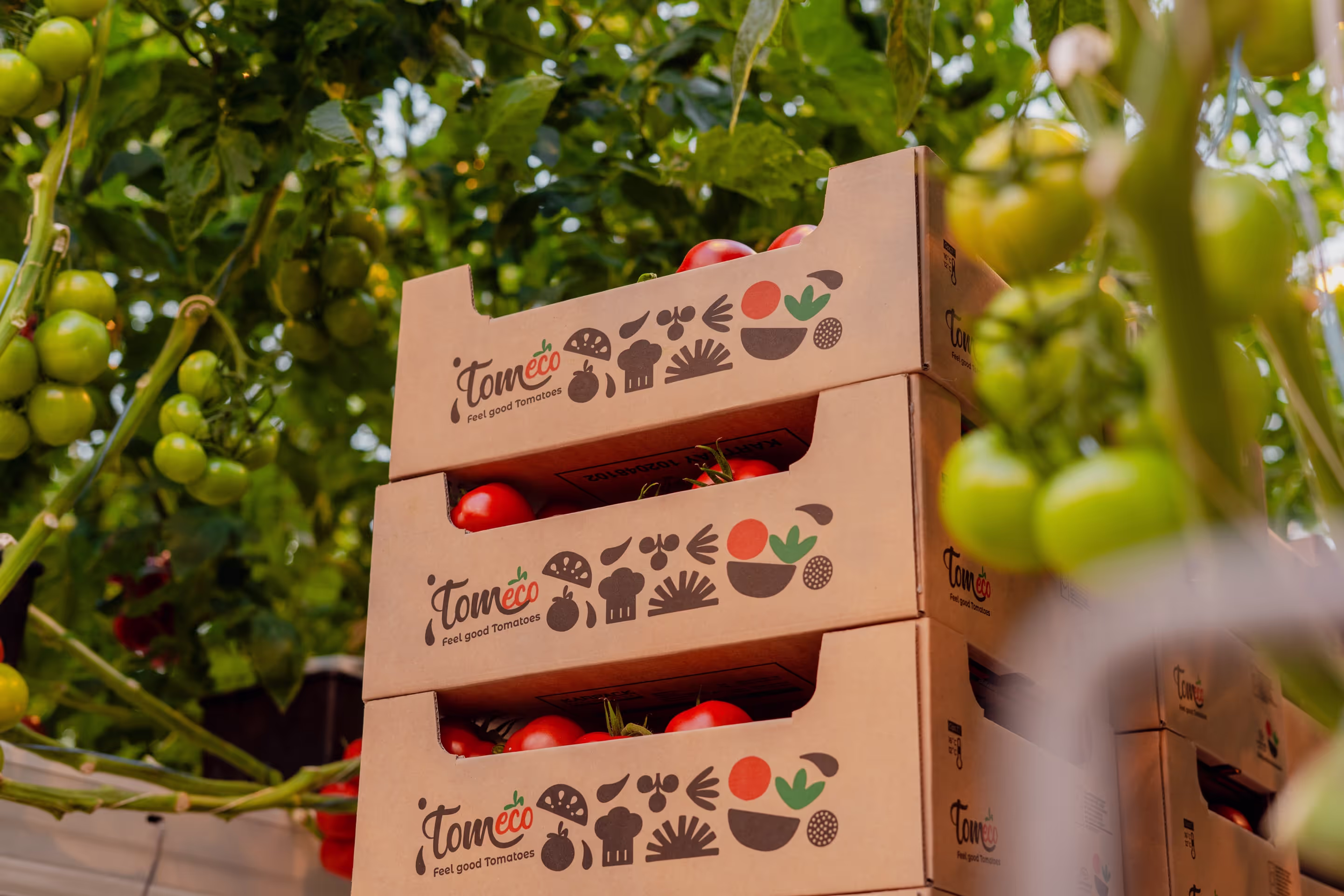Kartonnen dozen vol tomaten van Tomeco Feel good Tomatoes