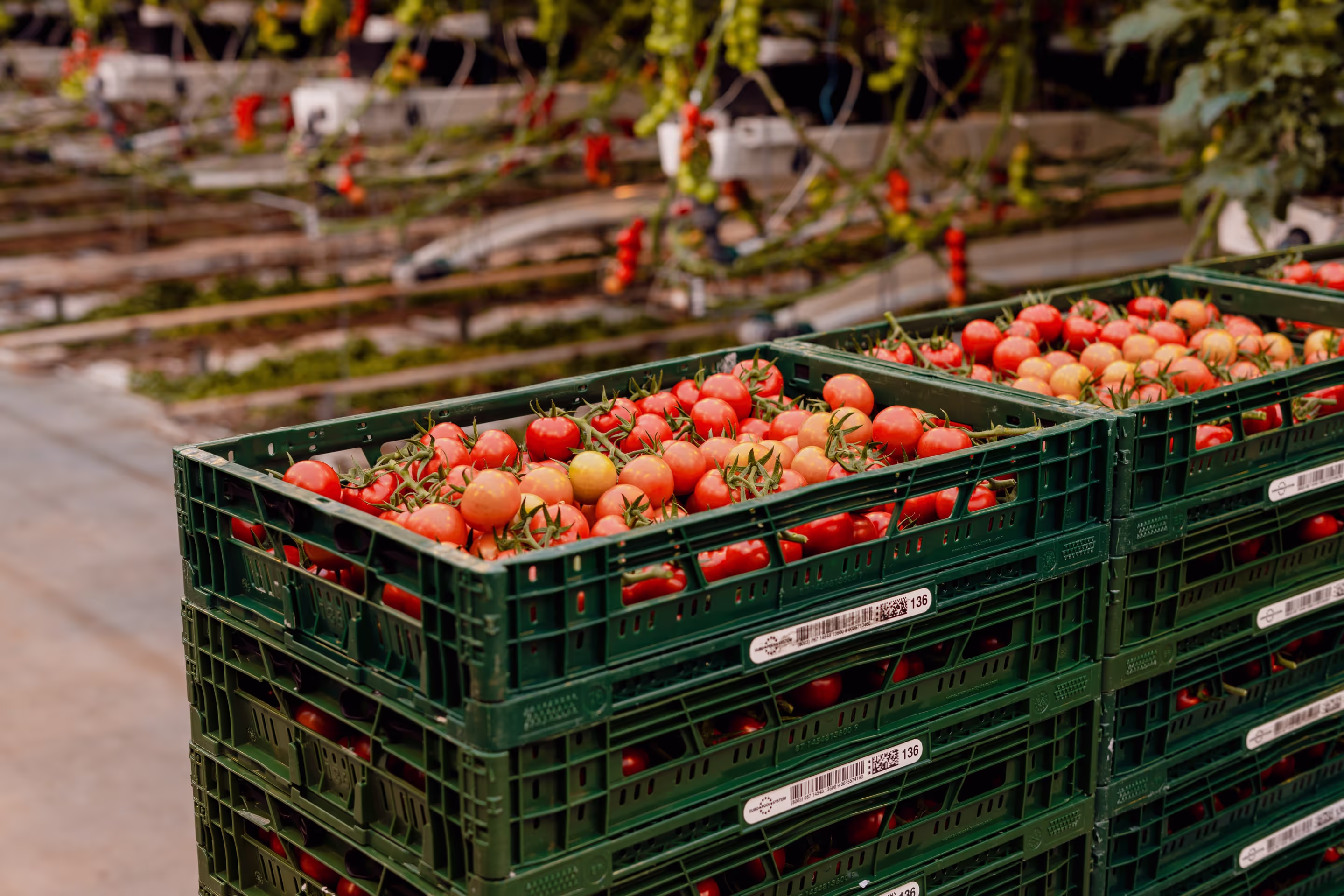 Groene bakken vol tomaten