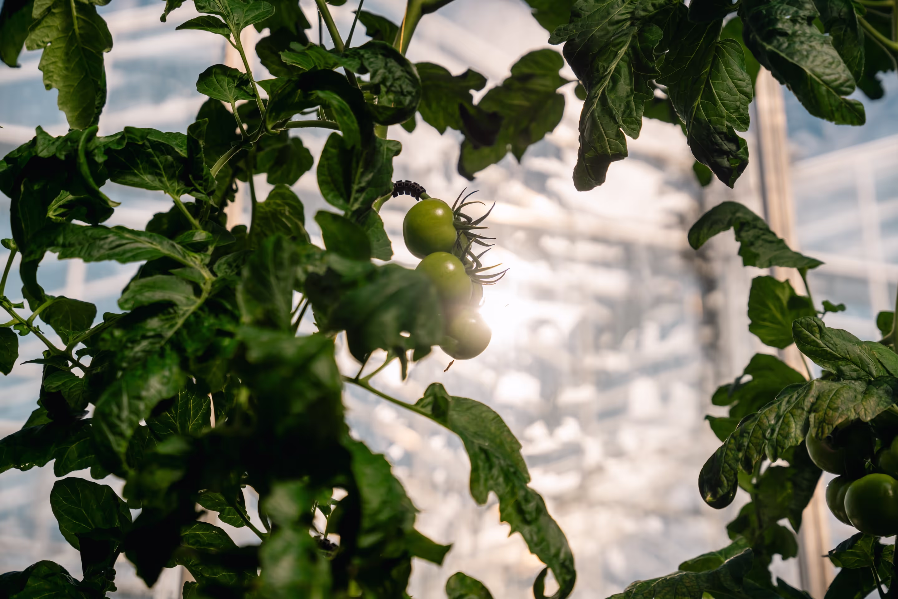 Close-ip shot van een tros groene tomaten in tegenlicht