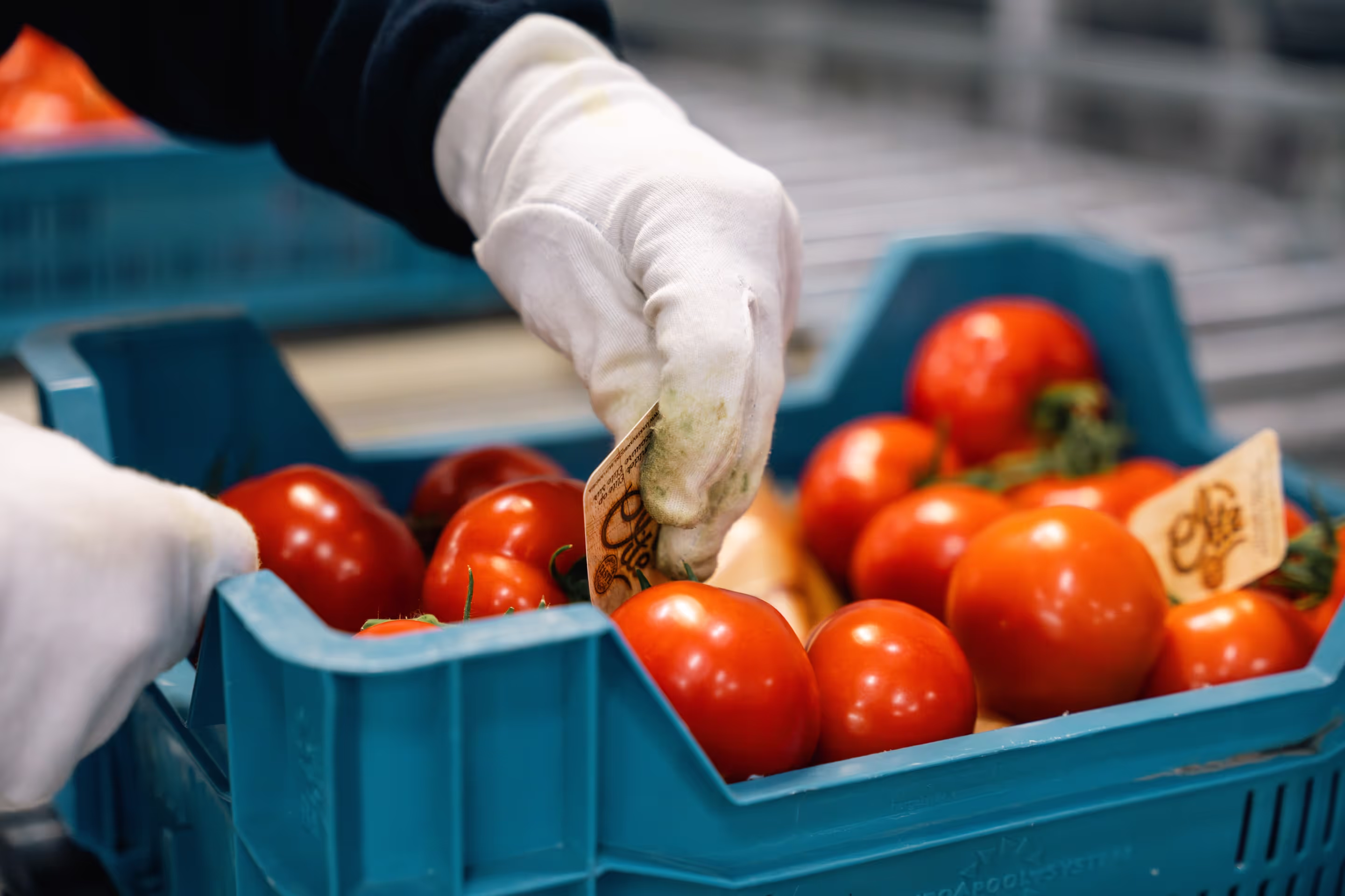 Etiket van Tomeco bij een bak vol tomaten
