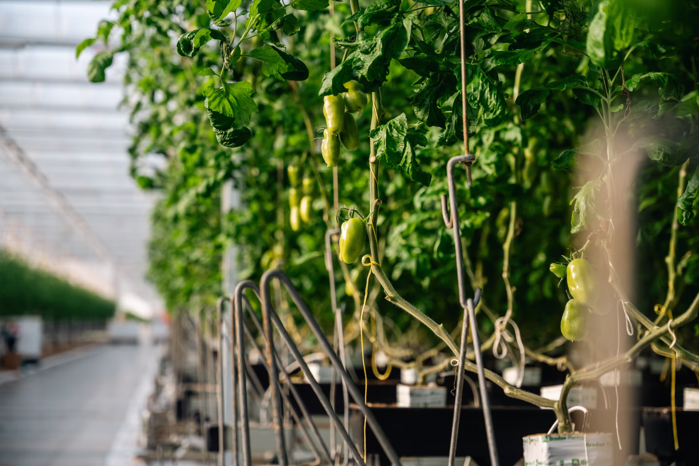 Tros tomaten van bij Tomato Masters