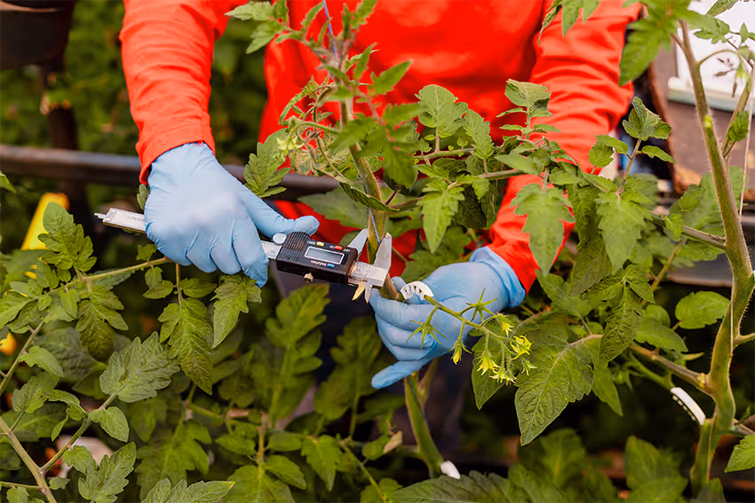 Nauwkeurige meting van een tomatenplant met een digitale schuifmaat