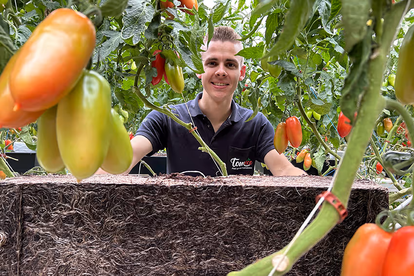 Mitch, een teler en zaakvoerder bij Tomeco, die voor een gezone wortelkluit staat die op organisc substraat geteeld werd met enkele san marzano tomaten op de voorgrond.