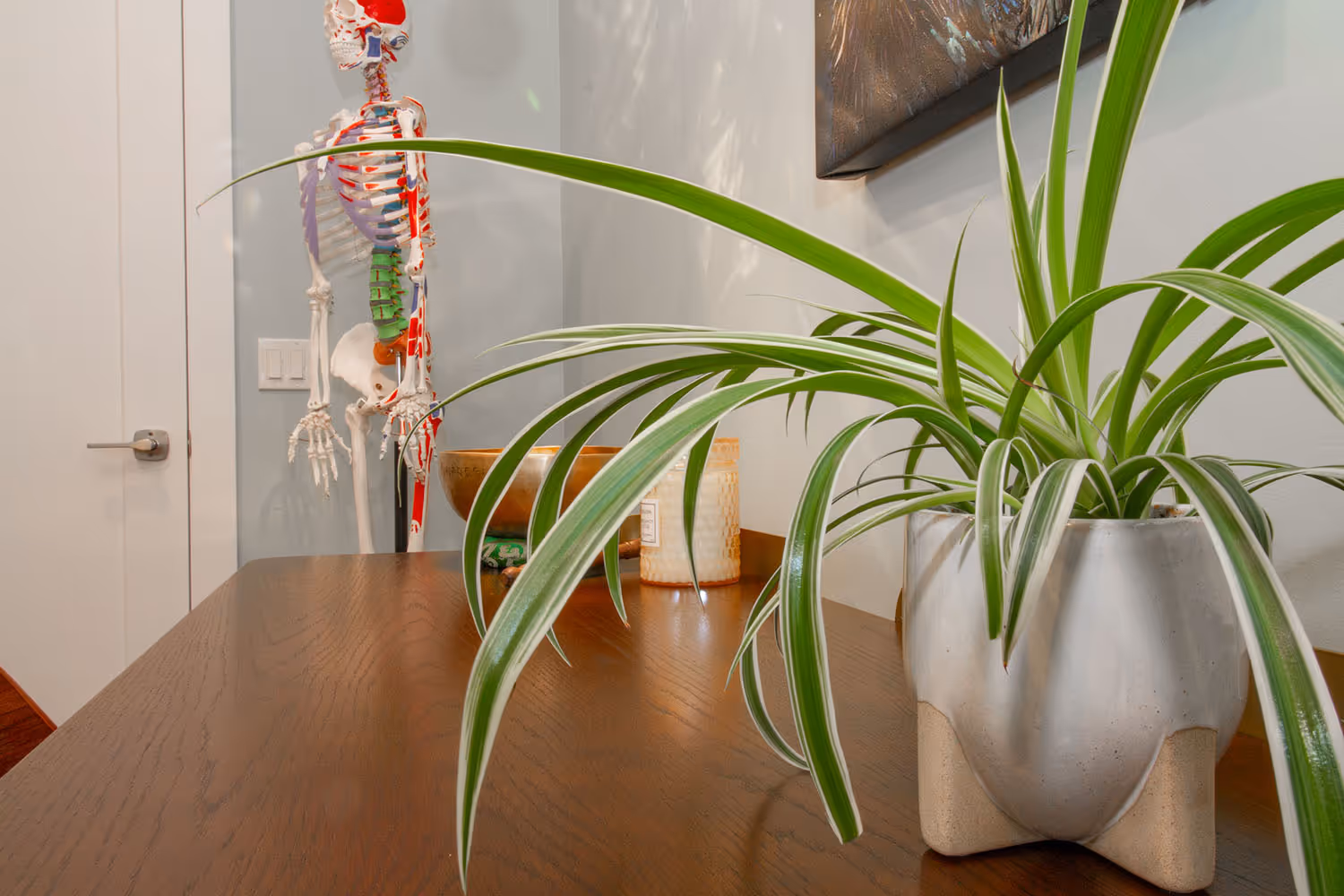 Spider plant on table with skeleton in the background.  