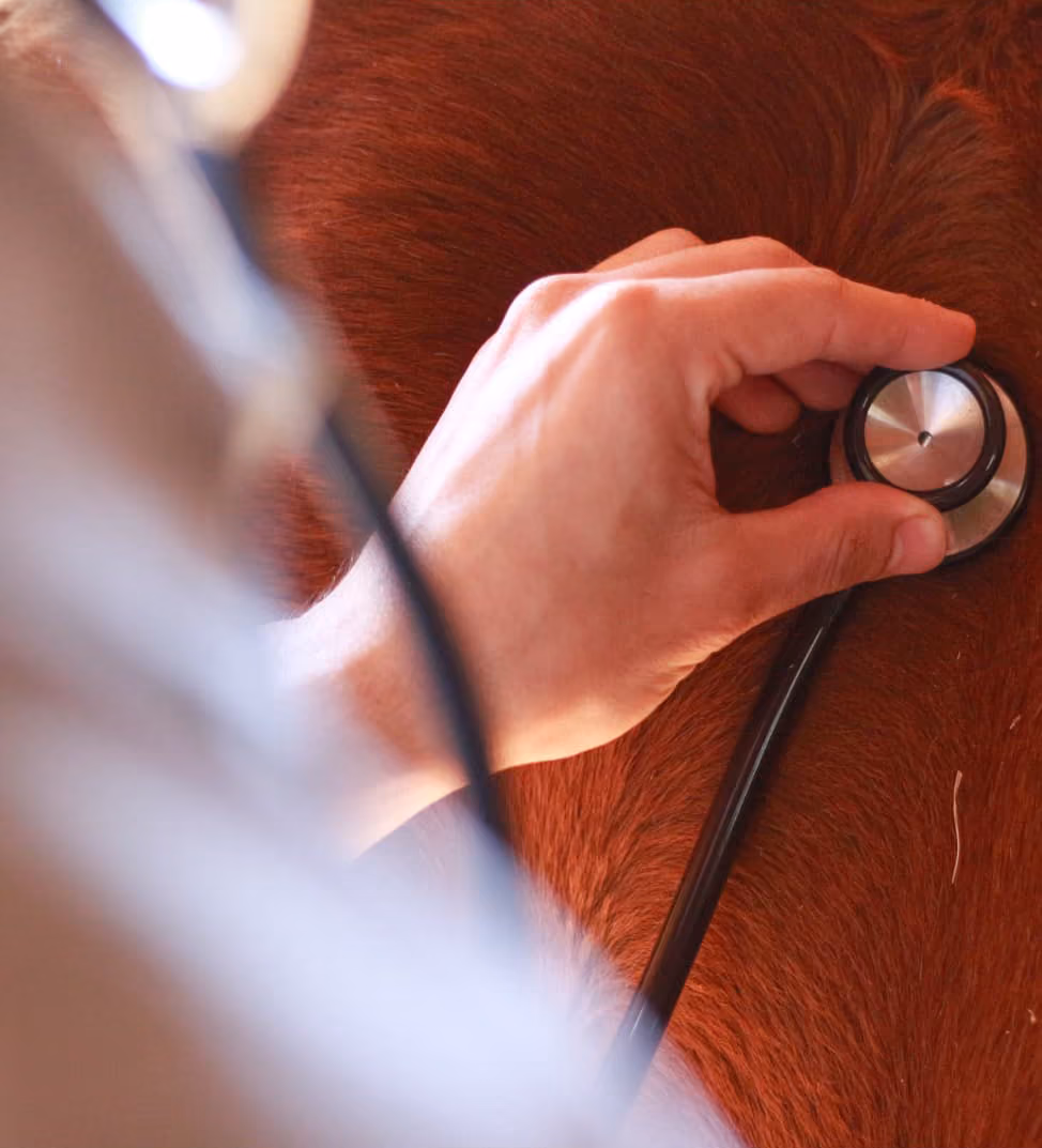 InsideMinds - Workshops, training, CX, marketing communications, Veterinary Professionals 