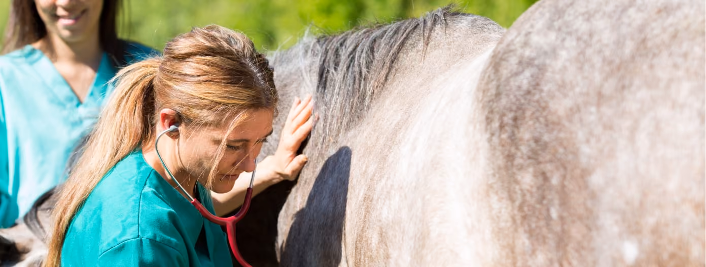 InsideMinds - Workshops, training, CX, marketing communications, Veterinary Professionals