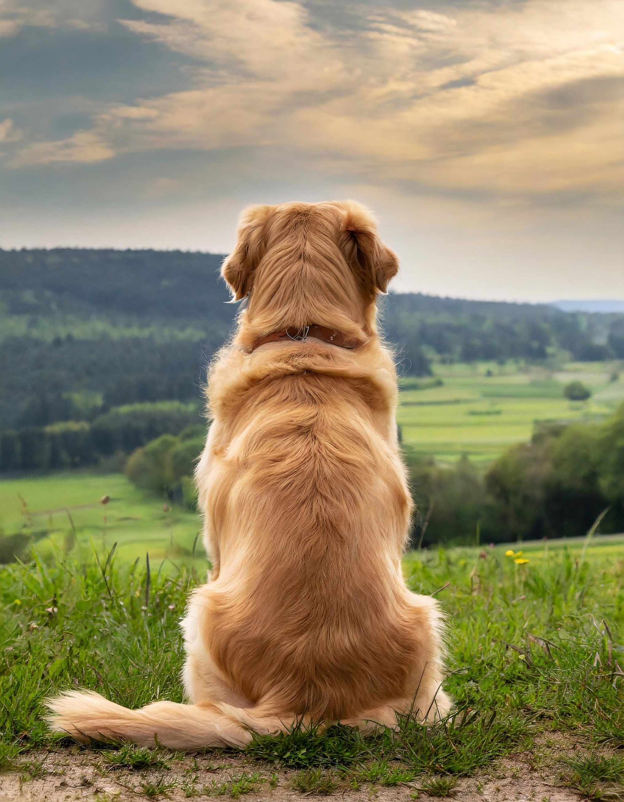 Golden retriever sitting on grass looking over a green landscape under a cloudy sky.