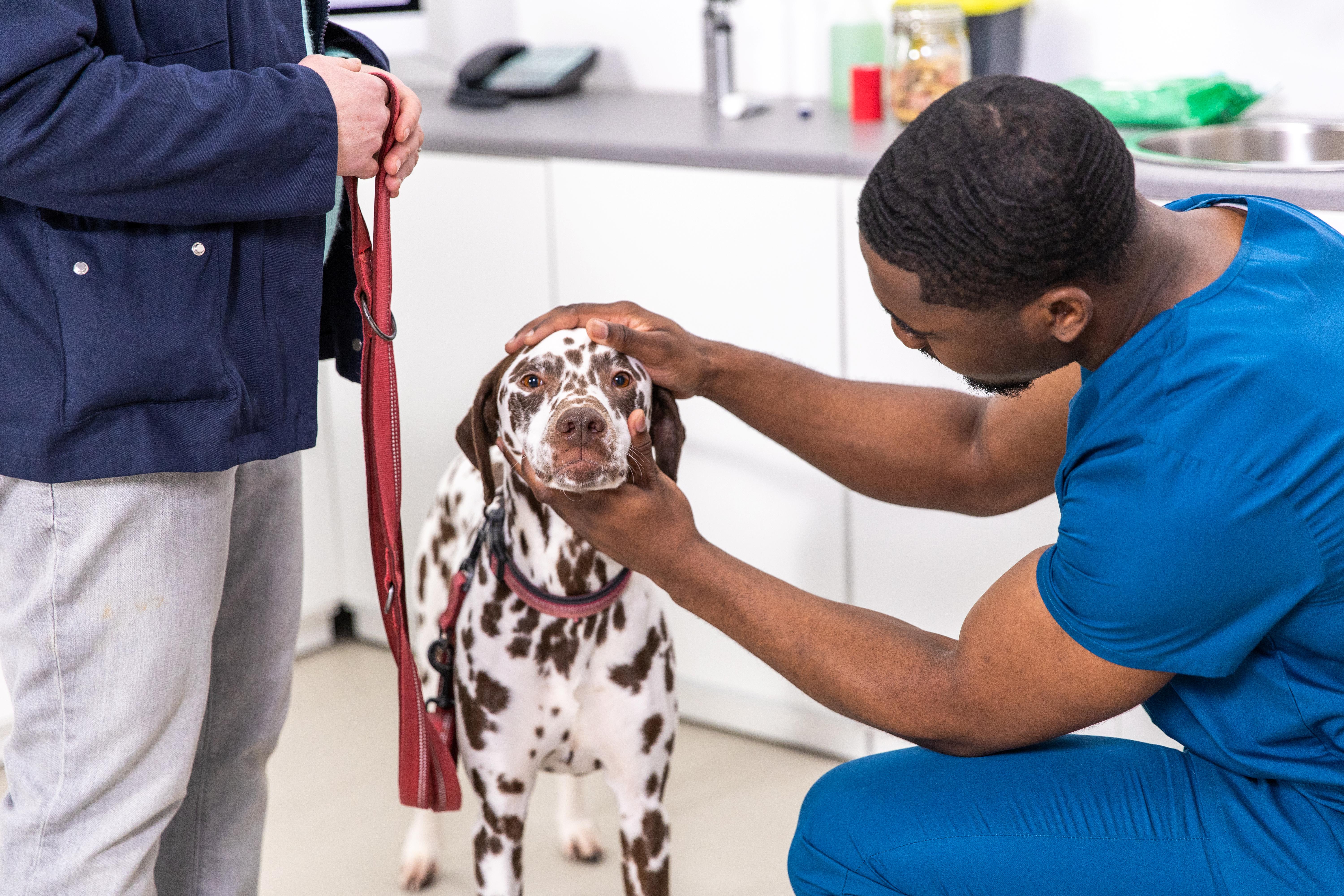 Veterinarian in blue scrubs examining a Dalmatian dog's eyes while owner holds the leash.