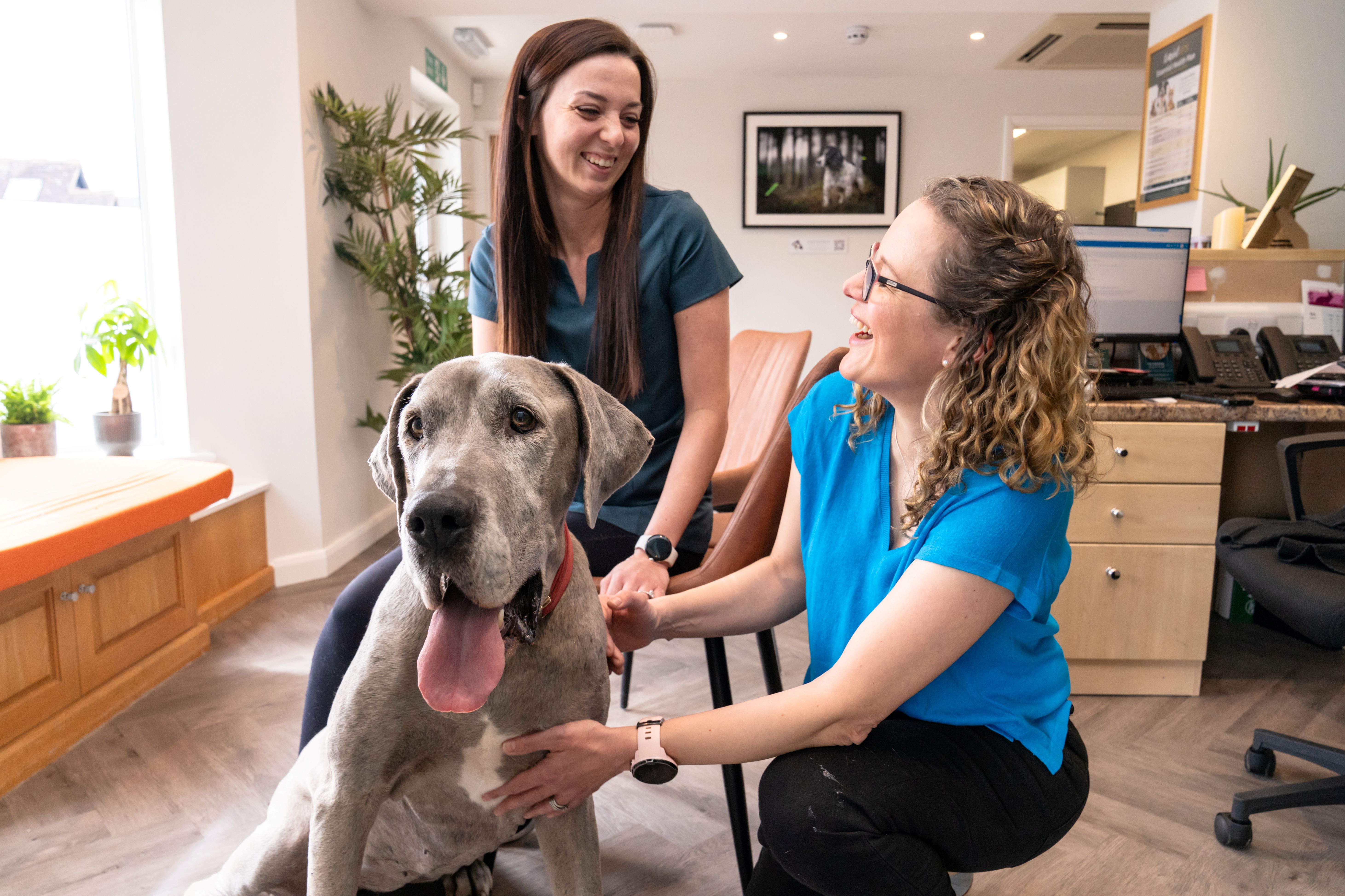 Two smiling women petting a large gray dog in a bright veterinary office waiting room.