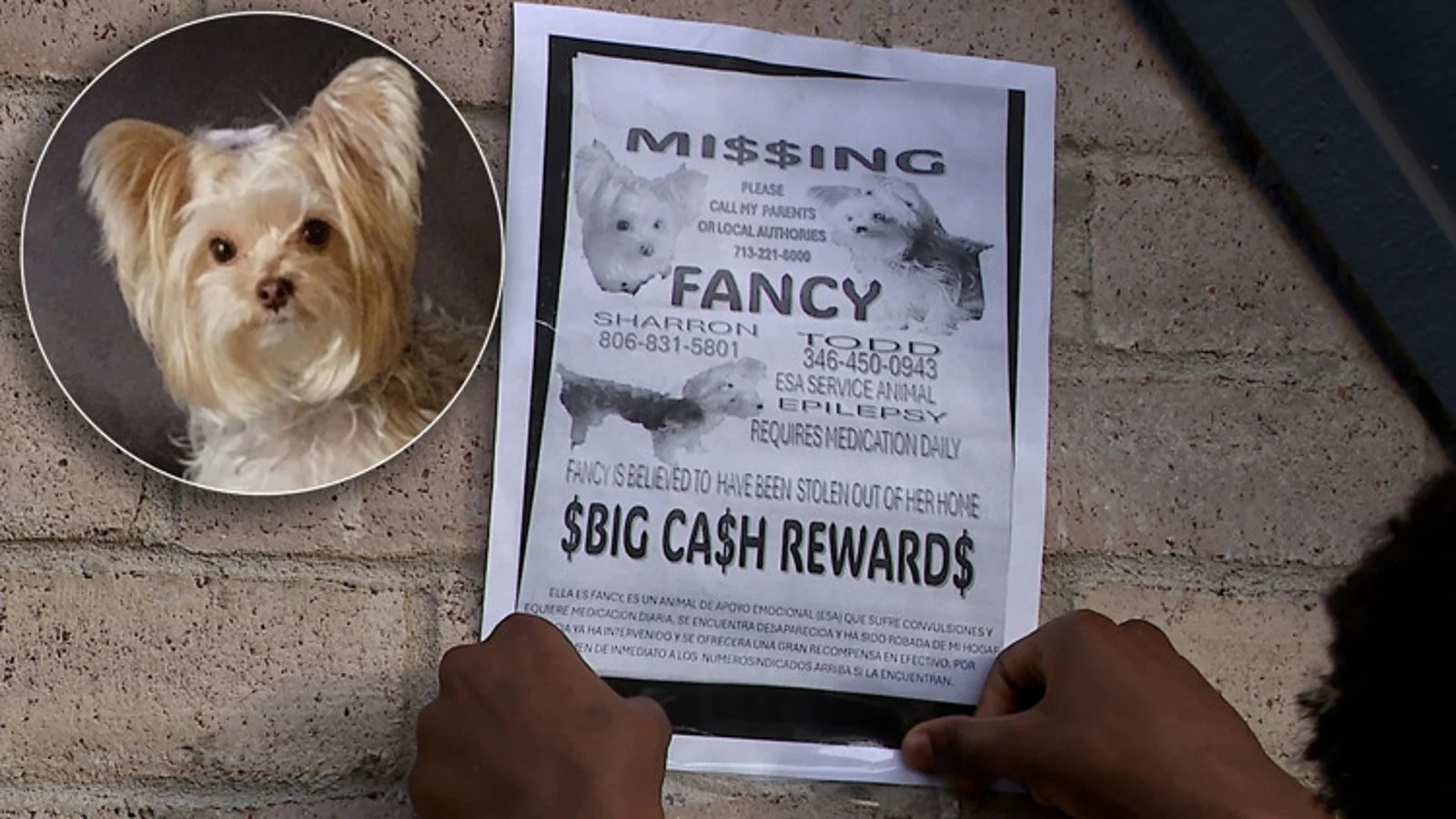 Houston-area family's beloved dog vanishes after maintenance crew enters apartme