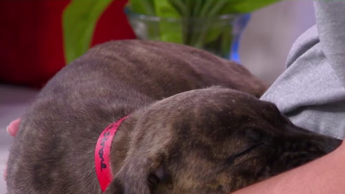 Houston Pet Owners Warned: Fireworks Carry Real Risks for Animals