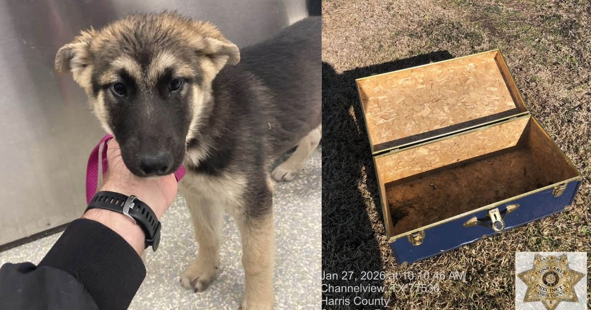 Harris County Man Arrested After Puppy Found in Locked Trunk