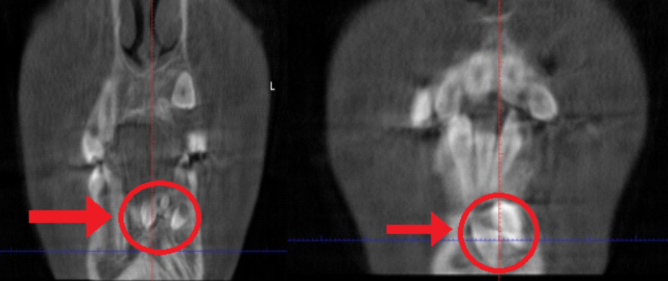 Orem Orthodontist team in Orem, Utah