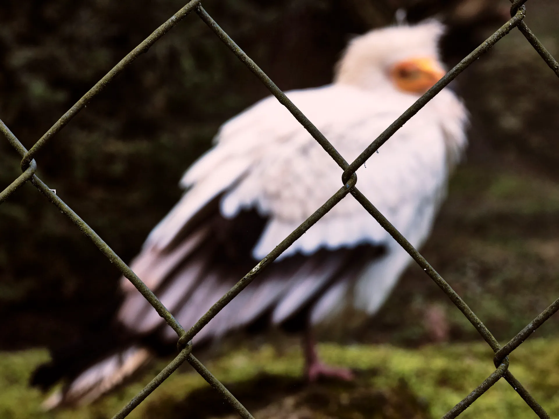 Weiss-schwarzer Vogel hinter einem Gitterzaun, im Hintergrund unscharf und auf einem Moosboden stehend.